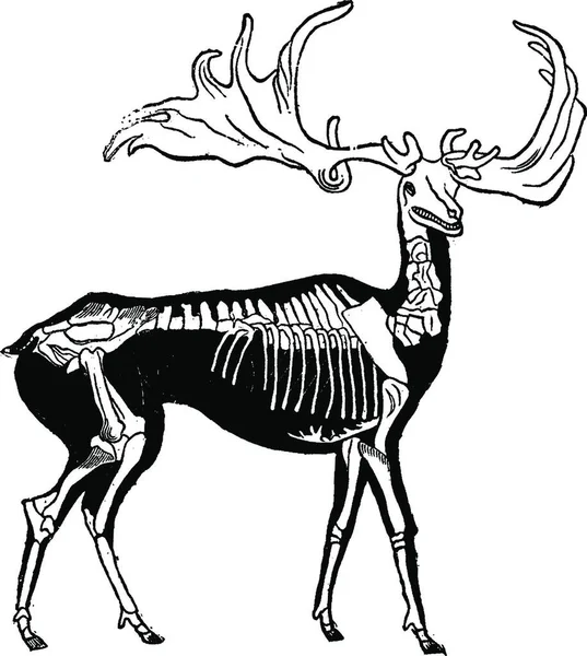 鹿的黑白草图的矢量图解 — 图库矢量图片
