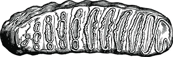 Illustration Gravée Sur Bois Vieux Trou Fissuré — Image vectorielle