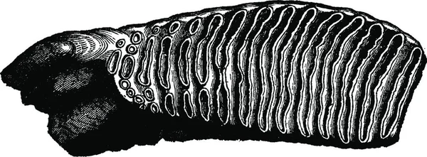 Ξυλογλυπτική Απεικόνιση Μανιταριού — Διανυσματικό Αρχείο