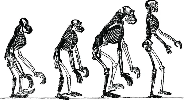 Ilustração Vetorial Esqueleto Homem — Vetor de Stock