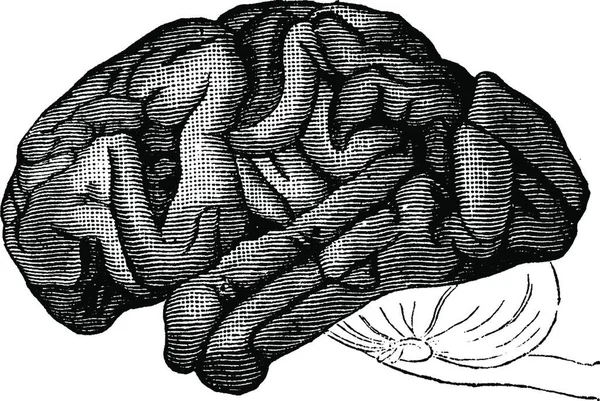 ภาพเวกเตอร ของสมองมน — ภาพเวกเตอร์สต็อก