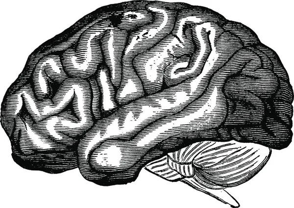 脳のイラスト スケッチ ベクター — ストックベクタ