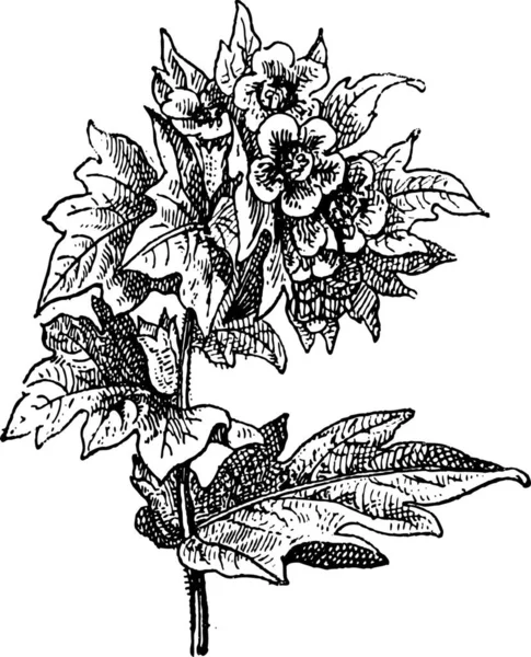 Henbane Hyoscyamus Niger Belladonna Puzzolente Giusquiamo Nero Illustrazione Incisa Epoca — Vettoriale Stock