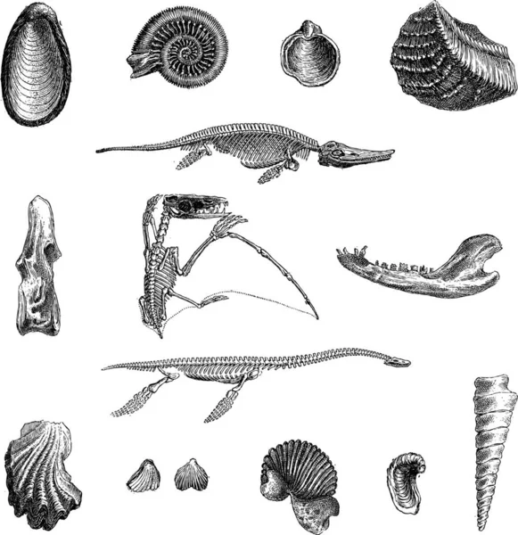 手描きの貝殻のベクトルセット — ストックベクタ
