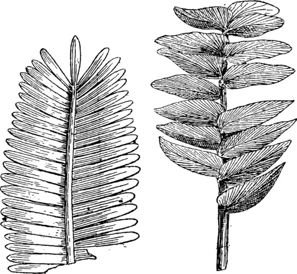 Pterophyllum Jaegeri Otozamites Decorus 빈티지 새겨진된 단어와 Larive와 1895의 — 스톡 벡터