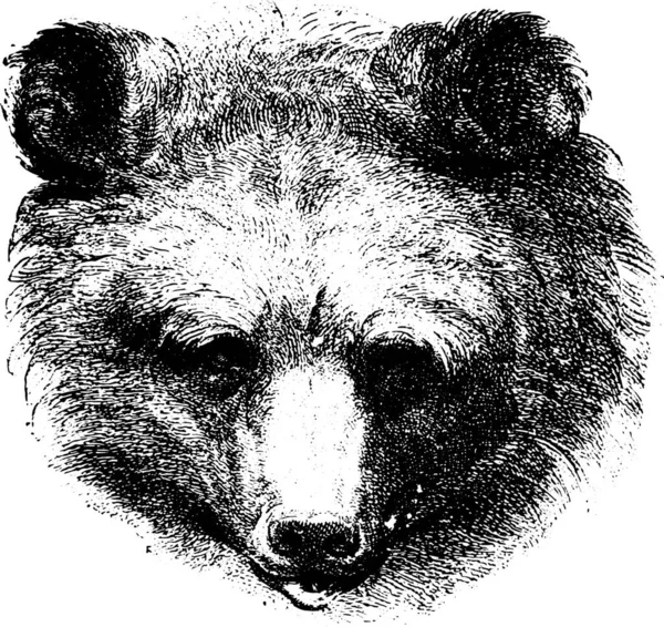 Vector Illustration Wolf Sketch Dog — Stock Vector