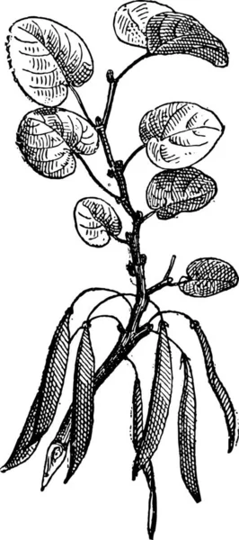 犹大树 紫荆裂 白色背景 老式刻图上分离 词语的东西 Larive 和弗勒 1895年的字典 — 图库矢量图片