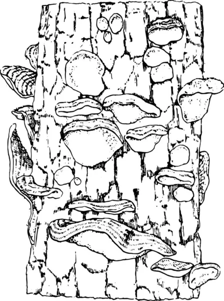 Conceitos Stereum Hirsutum Cobrindo Casca Uma Árvore Ilustração Gravada Vintage — Vetor de Stock