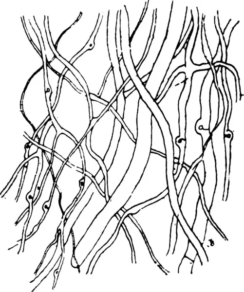 Міцелієві Нитки Поліпорового Вогнища Вінтажні Гравіровані Ілюстрації — стоковий вектор
