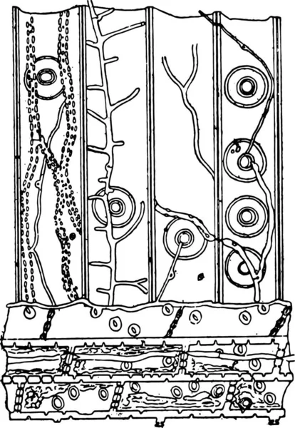 Sección Longitudinal Fragmento Madera Pino Impugnada Por Merulius Ilustración Grabada — Vector de stock