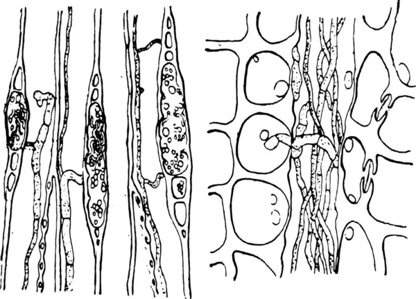 Legno Nell Attacco Del Fungo Illustrazione Incisa Vintage — Vettoriale Stock