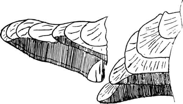 Der Pilz Rot Polyporus Ponderosus Gravierte Illustration — Stockvektor