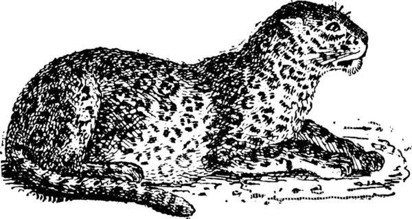 Leopárd Vagy Panthera Pardus Vintage Vésett Illusztráció Szótár Szavak Dolgok — Stock Vector