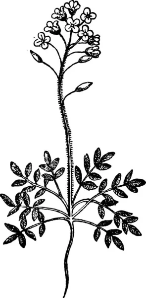 Field Pepperweed Або Lepidium Campestre Вінтажна Гравюра Dictionary Words Things — стоковий вектор