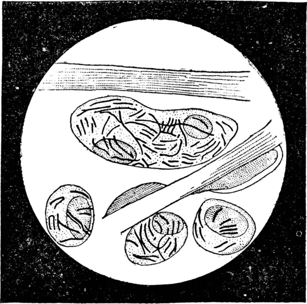 食べ物や料理の背景のベクトル図 — ストックベクタ