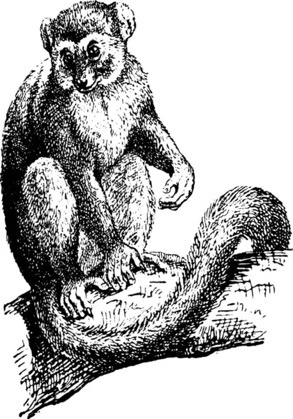 Lemur Lemur Illustration Gravée Vintage Dictionnaire Des Mots Des Choses — Image vectorielle