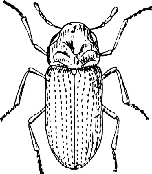 Illustrazione Uno Scarabeo — Vettoriale Stock