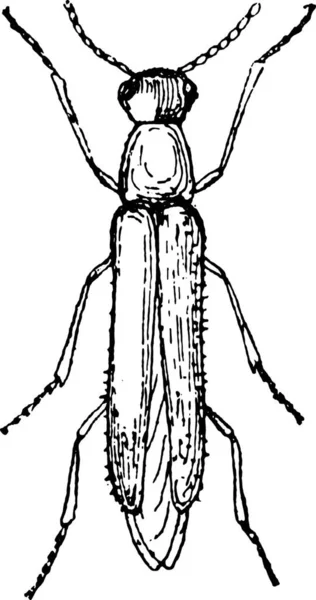 Illustration Einer Schwarz Weißen Zeichnung Eines Käfers — Stockvektor