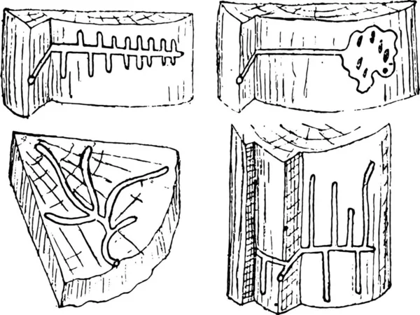 Galeries Ramifiées Sur Différents Plans Entièrement Sculptées Par Femelle Illustration — Image vectorielle