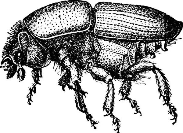 Sibirische Nadelseidenmotte Sehr Geschwollen Gravierte Illustration — Stockvektor