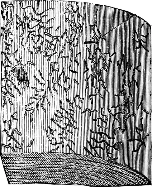 幼虫のギャラリー ビンテージの刻まれた図のトウヒの木 — ストックベクタ
