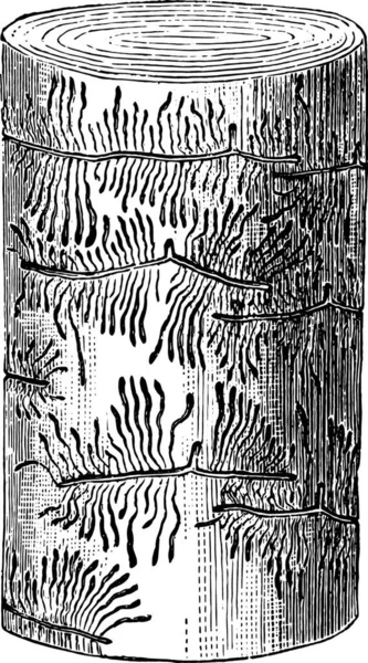 Hylesinus Fraxini のギャラリー ヴィンテージ刻まれた図 — ストックベクタ