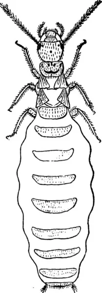 Вагітна Жінка Cen Termites Lucifugus Після Lespes Старовинні Гравіровані Ілюстрації — стоковий вектор