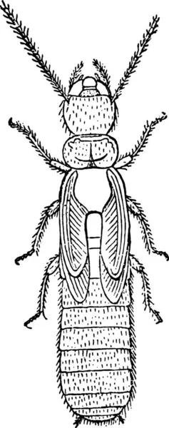 ニンフ Lespes ビンテージの刻まれた図後のシロアリ Lucifugus — ストックベクタ