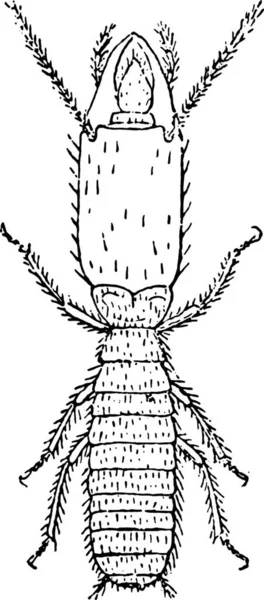 Soldat Termites Lucifugus Après Lespes Illustration Gravée Vintage — Image vectorielle