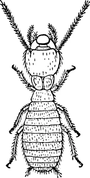 Arbeiter Termiten Lucifugus Nach Lespes Gravierte Illustration — Stockvektor