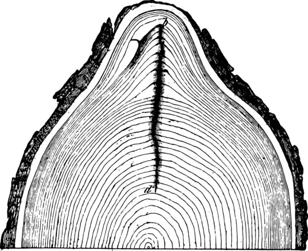 Fissures Givre Tronc Chêne Illustration Gravée Vintage — Image vectorielle