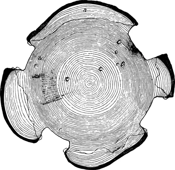 Поперечное Сечение Соснового Трона Представленного Кран Винтажные Гравированные Иллюстрации — стоковый вектор