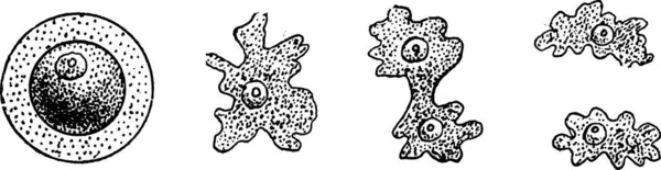 Evolution Organisme Élémentaire Ambie Eau Douce Illustration Gravée Vintage Création — Image vectorielle