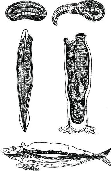 Transição Invertebrado Para Vértebras Ilustração Gravada Vintage Criação Natural Dos — Vetor de Stock