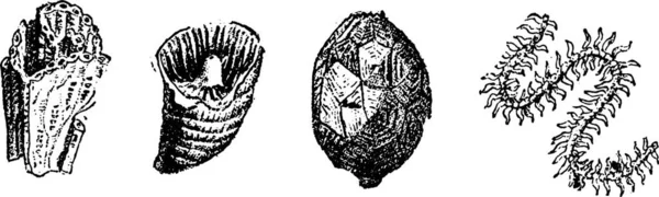 Ручний Намальований Ескіз Набору Чорно Білих Ілюстрацій Дерева — стоковий вектор