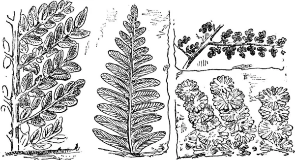 Fosilní Rostliny Doby Uhelné Vinobraní Ryté Ilustrace Přirozeného Stvoření Živých — Stockový vektor