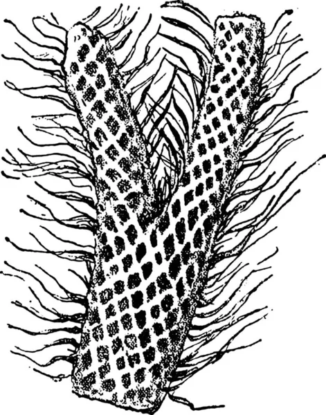 Ramoscello Lepidodendron Elegans Illustrazione Incisa Epoca Dalla Creazione Naturale Dagli — Vettoriale Stock