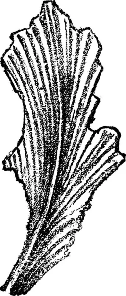 Иллюстрация Черно Белого Рисунка Рыбы — стоковый вектор