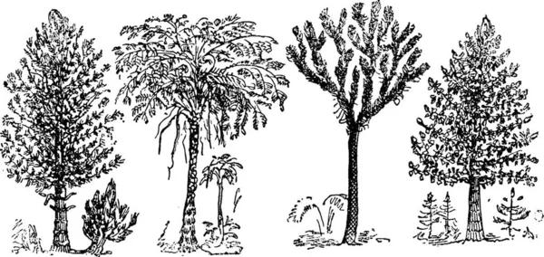 重建煤炭时期的大植物 古老的雕刻图解 来自自然创造和生物 — 图库矢量图片