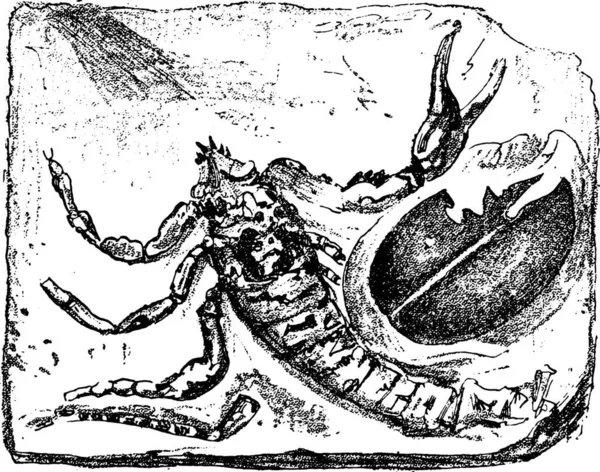 Debris Bucklandi Cyclophthalmus Scorpione Del Periodo Del Carbone Illustrazione Incisa — Vettoriale Stock