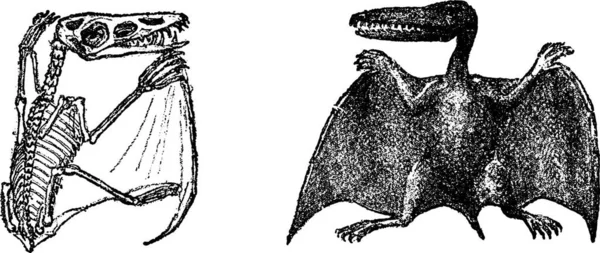 Pterodactylus Velkým Zobákem Liemi Oolitem Archivní Rytá Ilustrace Přirozeného Stvoření — Stockový vektor
