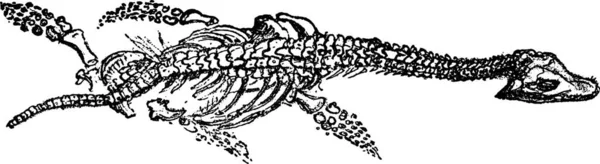 Esqueleto Plesiossauro Com Cabeça Grande Lyme Regis Lias Ilustração Gravada — Vetor de Stock