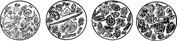 Ehrenberg氏によると チョークの顕微鏡分析は ヴィンテージの彫刻イラスト 自然創造と生物から — ストックベクタ