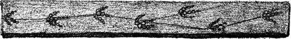 Ископаемый След Примитивной Птицы Триасового Периода Винтажная Гравированная Иллюстрация Естественного — стоковый вектор