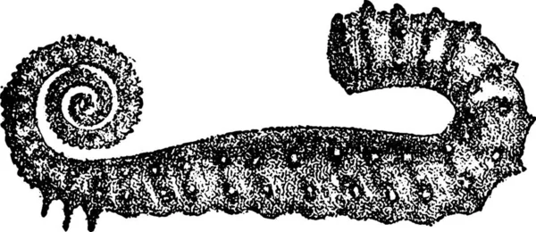 これはヘビの黒と白のエングレービング模様のイラストです — ストックベクタ