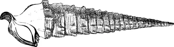 Cerithium Giganterne Pařížského Vápence Vinobraní Rytiny Ilustrace Přirozeného Stvoření Živých — Stockový vektor