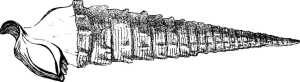 Cerithium Giganterne Van Kalksteen Van Parijs Vintage Gegraveerde Illustratie Van — Stockvector