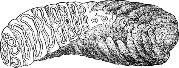 Molar Eines Mammuts Gesehen Von Seinem Trituralisierenden Gesicht Vintage Gravierte — Stockvektor