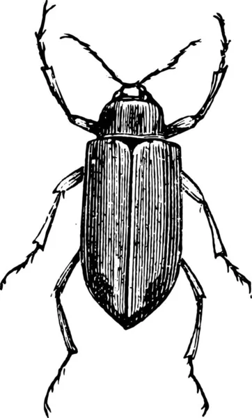 Illustration Einer Schwarz Weißen Zeichnung Eines Käfers — Stockvektor