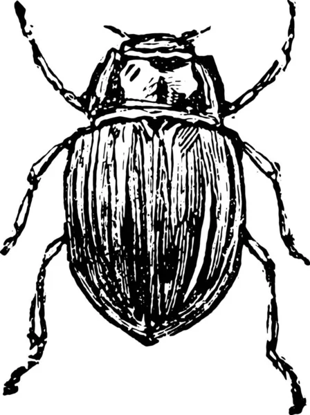 白地に黒い甲虫 — ストックベクタ